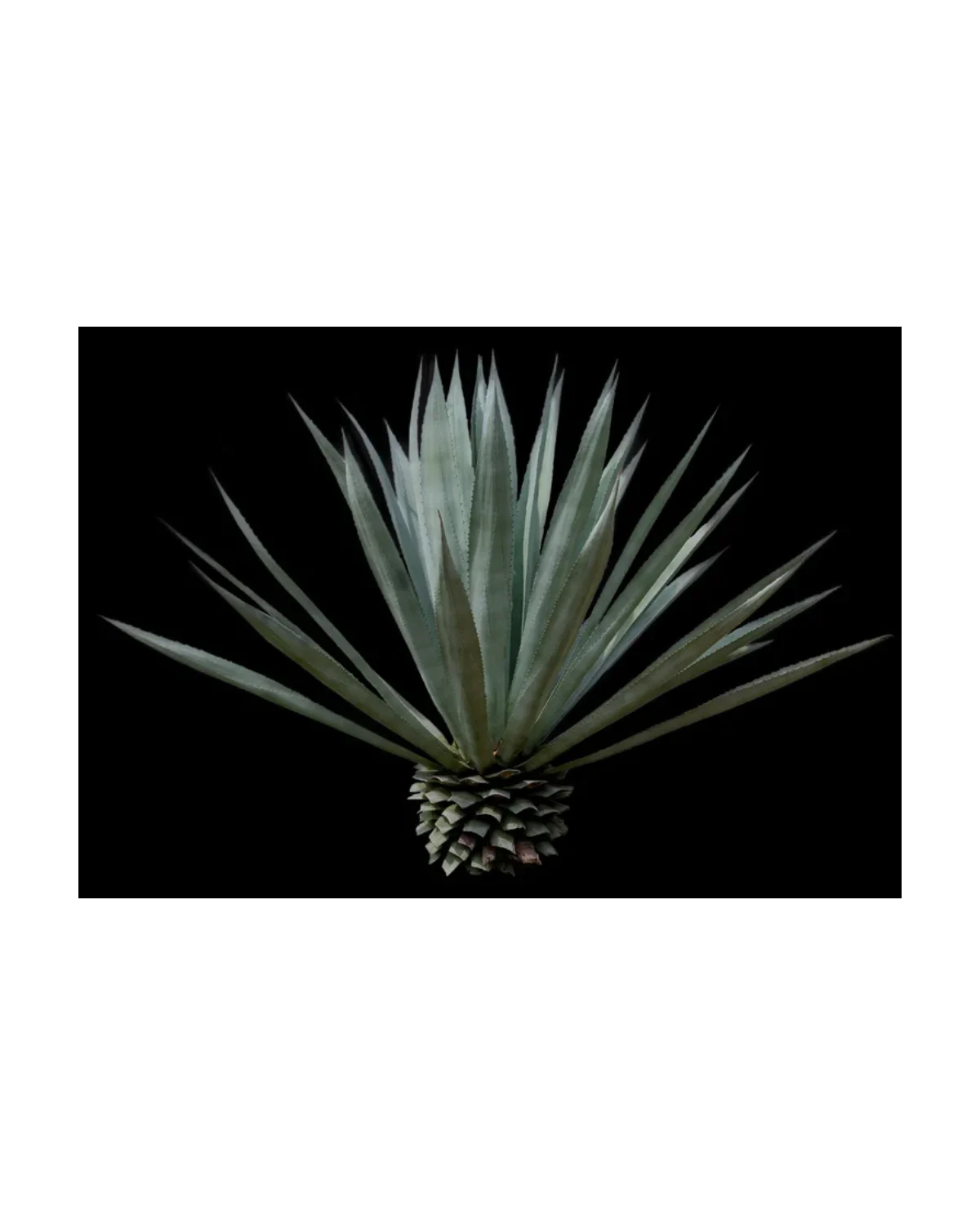 Noble Coyote Noble Coyote Espadín 43%
