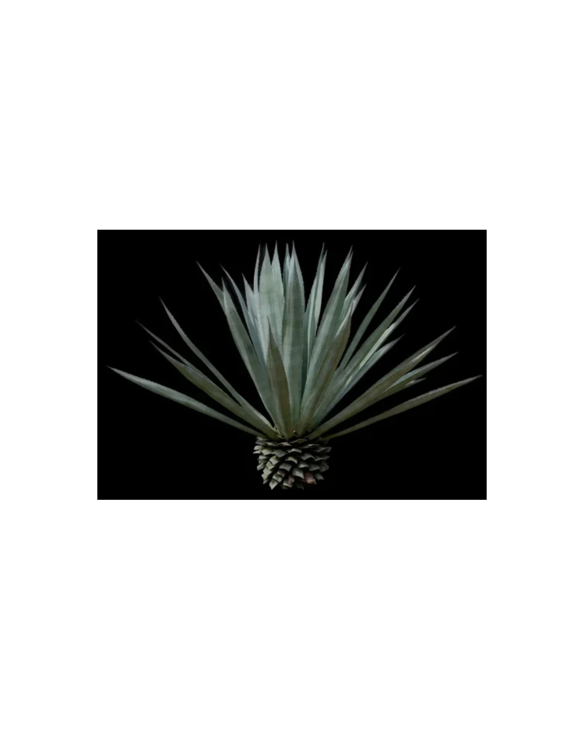 Noble Coyote Noble Coyote Espadín Tobalá