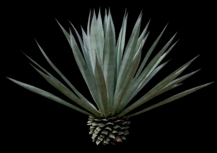 Noble Coyote Espadín 43%, imagen 1 de 11